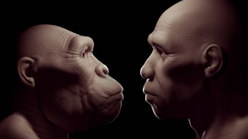 3D-Rekonstruktion des Kopfes eines Australopithecus und Homo sapiens. Foto: Imago/Super Stock