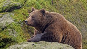 In der Slowakei gibt es über 1000 frei lebende Bären. (Symbolbild) Foto: imago//Hans Kuczka