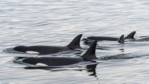 Mehr als zwei sind eine Gruppe: Orcas auf gemeinsamer Nahrungssuche Foto: /Michael Runkel via www.imago-images.de