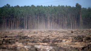 Staub zieht über eine vertrocknete ehemalige Waldfläche an der Autobahn A9 bei Fichtenwalde in Brandeburg, die bei einem Feuer 2018 abgebrannt war. Foto: Ralf Hirschberger/dpa
