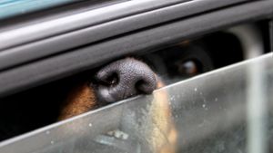 Leider ein häufig anzutreffendes Bild: Bei  heißem Wetter wird ein Hund alleine im Auto zurückgelassen. Das ist ein Fall für den Tierschutz. Foto: dpa/Stephan Jansen