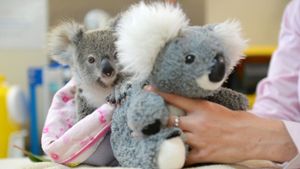 Das Koala-Baby Shayne mit seiner Ersatzmutter aus Plüsch. Foto: AFP