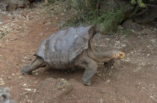 Das einzigartige Ökosystems auf den Galápagos-Inseln ist in Gefahr. Foto: AFP