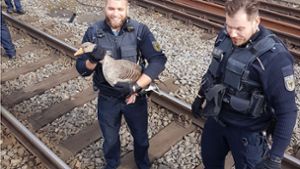 Polizeibeamte haben eine Gans aus den Gleisen gerettet. Foto: Bundespolizei Stuttgart