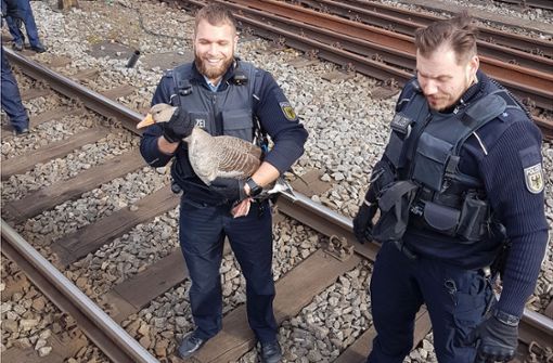 Polizeibeamte haben eine Gans aus den Gleisen gerettet. Foto: Bundespolizei Stuttgart