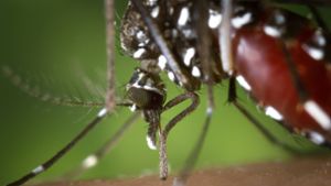 Sie Asiatische Tigermücke überträgt zahlreiche Krankheiten. Foto: dpa/James Gathany