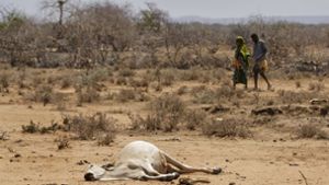 Kenia: Dorfbewohner gehen an der Grenze zu Äthiopien am Kadaver eines Rindes vorbei. Die Gefahr einer Heißzeit kann aus Sicht von Klimaforschern selbst beim Einhalten des Pariser-Klimaabkommens nicht ausgeschlossen werden.  Foto: dpa