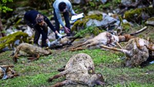 Jetzt ist es amtlich: Die toten Tiere gehen auf das Konto eines einzigen Wolfs Foto: dpa