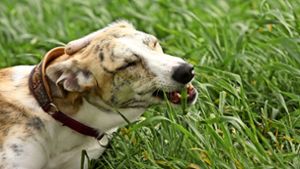 Viele Hunde fressen gerne Gras. Wenn  zuvor eine Schnecke mit den Halmen in Kontakt gekommen ist, können  sie sich dabei mit den Larven des Großen Lungenwurms infizieren Foto: Mauritius/D. Geithner