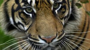 Ein Sumatra-Tiger hat in Indonesien eine Frau getötet (Symbolbild). Foto: PA