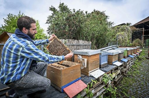 David Gerstmeier hat seinen Bienen bei  der Kulturinsel. Foto: Lichtgut/Achim Zweygarth