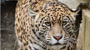 Jaguardame „Taima“ hat ihren tiermedizinischen Test bestanden und ist nun in der Wilhelma zu sehen. Foto: Sóstó Zoo
