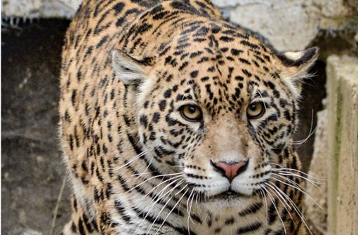 Jaguardame „Taima“ hat ihren tiermedizinischen Test bestanden und ist nun in der Wilhelma zu sehen. Foto: Sóstó Zoo