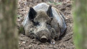Illegaler Jäger hinterlässt Haut und Kopf eines Wildschweines