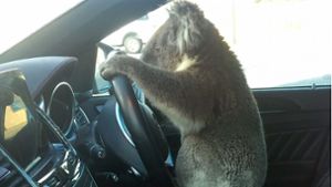 Der Koala erkundete das Auto der Fahrerin, die ihn in Sicherheit bringen wollte und setzte sich hinters Steuer. Foto: dpa/Nadia Tugwell