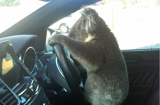Der Koala erkundete das Auto der Fahrerin, die ihn in Sicherheit bringen wollte und setzte sich hinters Steuer. Foto: dpa/Nadia Tugwell