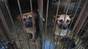 Über 200 Hunde wurden in Südkorea vor dem Kochtopf bewahrt. Foto: AFP