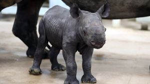 Bereits eine Stunde nach der Geburt konnte das kleine Nashorn auf seinen eigenen Füßen stehen. Foto: AP