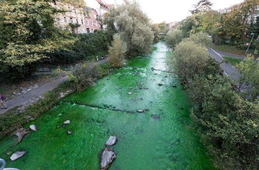 Das Wasser der Dreisam in Freiburg hatte am Samstag eine ungesunde Farbe. Foto: dpa