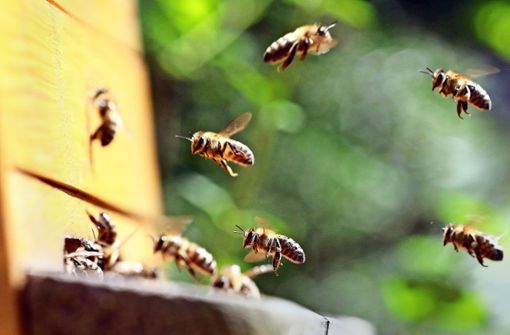 Im Anflug: Bienen kehren in ihre Beute zurück. Foto: :  dpa