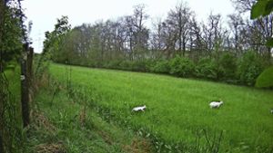 Das weiße Reh von Neckarweihingen. Foto: Gänser-Hampp
