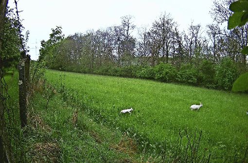 Das weiße Reh von Neckarweihingen. Foto: Gänser-Hampp