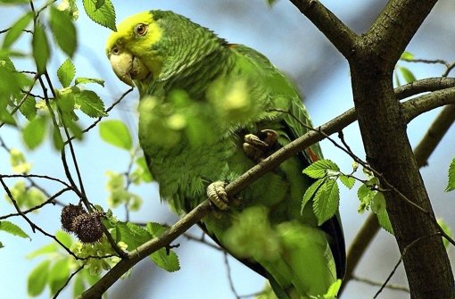Gut 50 Papageien leben inzwischen in Bad Cannstatt Foto: dpa