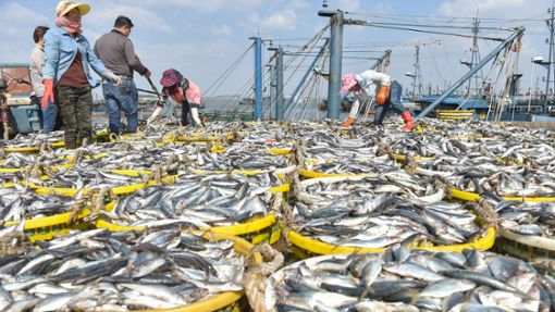 Bei der WTO-Konferenz konnte sich nicht auf neue Fischerei-Regeln geeinigt werden. Foto: Song Weiwei/Xinhua/dpa