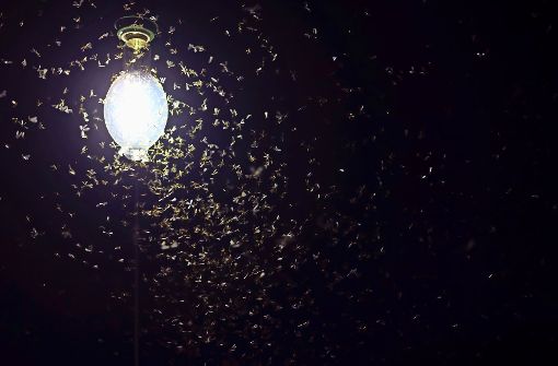 Von künstlichem Licht werden Motten, aber auch andere Insekten geradezu angezogen. Foto: Thanagon/AdobeStock