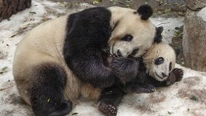 Heute gelten die Pandas als „gefährdet“. Foto: San Diego Zoo Global