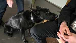 Der dreijährige Drogenspürhund Coco hat während der Ausbildung bei einem Besucher in der Justizvollzugsanstalt Ravensburg im Besucherraum angeschlagen. Foto: dpa/Felix Kästle