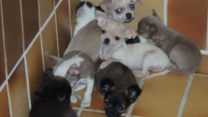Diese Hundewelpen sollten offenbar in einem Transporter zum Verkauf nach Spanien gebracht werden. Foto: Tierheim