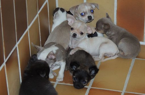 Diese Hundewelpen sollten offenbar in einem Transporter zum Verkauf nach Spanien gebracht werden. Foto: Tierheim
