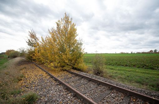 Bäume wachsen auf einer stillgelegten Bahnstrecke bei Markgröningen. Um die Reaktivierung von alten Schienenstrecken voranzutreiben, hat das Land eine vergleichende Potenzialuntersuchung gemacht. Foto: dpa/Sebastian Gollnow