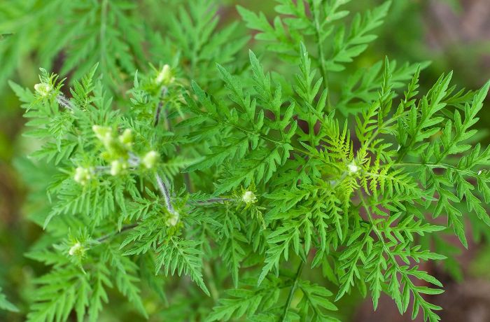Ambrosia und andere Giftpflanzen - Aussehen und Vorkommen