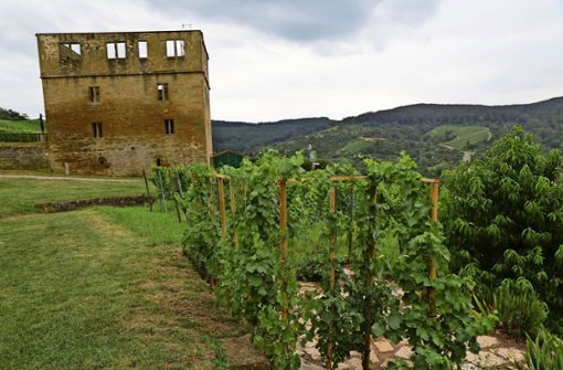 In einem Weinort sind auch Gräber unter Reben denkbar, meint die CDU. Foto: Patricia Sigerist