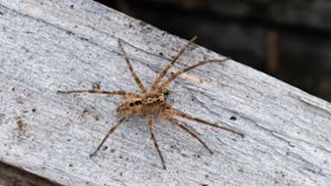 Die Nosferatu-Spinne erreicht eine Körperlänge von bis zu zwei und eine Beinspannweite von etwa fünf Zentimetern. Foto: Robert Pfeifle/NABU/dpa