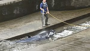 Zwergwale kommen meist im Nordatlantik vor. Einen verschlug es in die  Londoner Themse. Foto: dpa