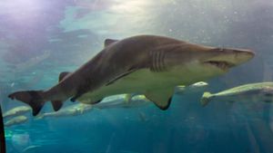 Ein Hai – Foto aus einem Aquarium – hat einen Mann im Roten Meer getötet. (Symbolbild) Foto: IMAGO/ingimage/ via imago-images.de