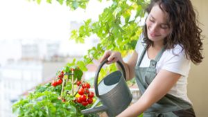 Eigenes Gemüse im Balkongarten anbauen: Unsere Tipps