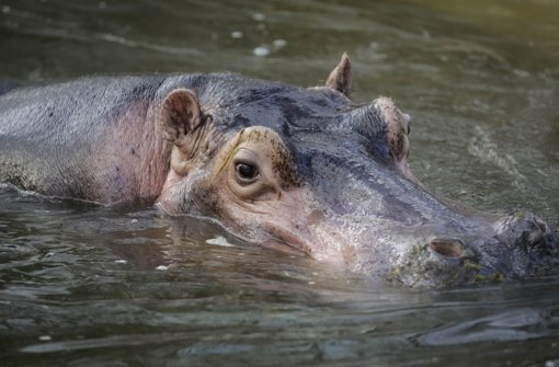 Wird die Wilhelma nicht erweitert, so wird für die Flusspferde kein Platz mehr sein Foto: Leif Piechowski