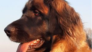 Der Leonberger Hund: eines der lebenden Wahrzeichen der Stadt. Foto: Archiv