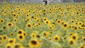 Die Sonnenblumen in Südkorea blühen schon. Kommt nun auch die Sonnenscheinpolitik zurück? Foto: AP