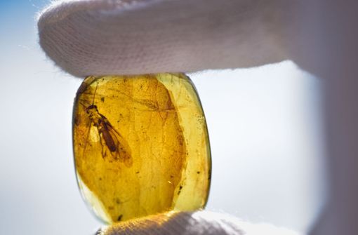 Insektenforscher Arnold Staniczek hält eine von sieben neu entdeckten, in Bernstein konservierten Steinfliegen in seiner Hand, die er unter dem Begriff „Rolling Stoneflies“ nach den Mitgliedern der britischen Kultband benannt hat. Foto: Lichtgut/Max Kovalenko