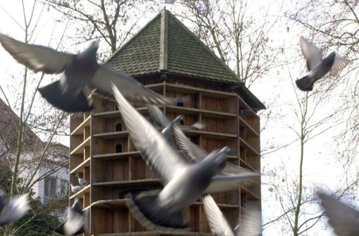Bisher spricht sich die Stadt gegen den Bau eines Taubenhaus in Leinfelden aus. Foto: Bernd Weißbrod /dpa