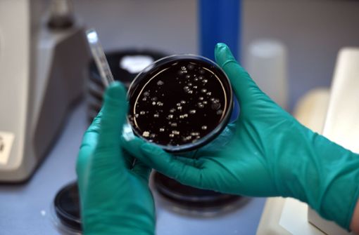 In einer Petrischale werden  Proben von Legionellen untersucht. Foto: dpa/Federico Gambarini