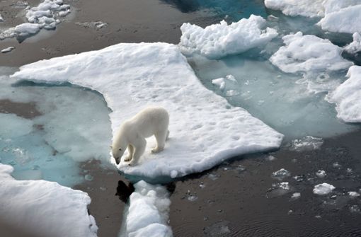 Der Klimawandel bedroht die Lebensräume von Eisbären und vielen weiteren Tieren. Foto: dpa/Ulf Mauder