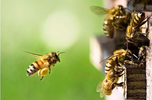 Bienen am Bienenstock: In der Alternativmedizin boomen Bienenprodukte wie Honig, Bienengift oder Bienenluft. Foto: C. Schüßler/Adobe Stock