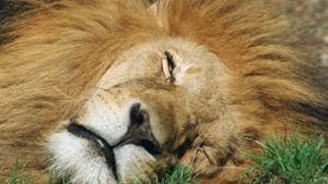 So wird der Löwe nie zum  Stuttgarter Wappentier Foto: dpa/Peter Kneffel