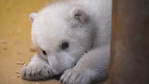 Der kleine Eisbär hat sich zum ersten Mal aus seiner Höhle getraut. Foto: dpa/Pool